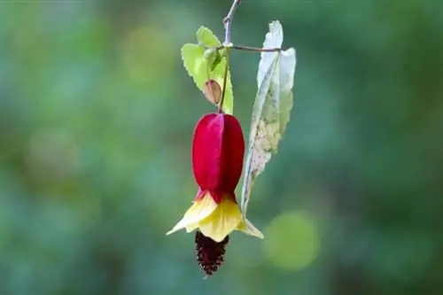 Güzel ebegümeci (Abutilon)