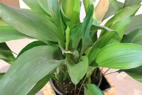 Ayakkabıcı palmiyesi (Aspidistra)