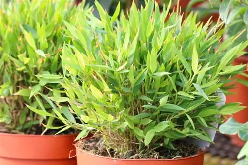 Bağlı bambuk (Pogonatherum paniceum)