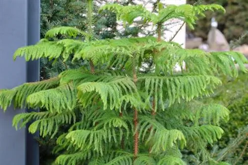 Bağlı küknar (Araucaria heterophylla)