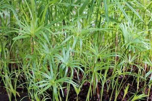 iarba de Cipru (Cyperus alternifolius)