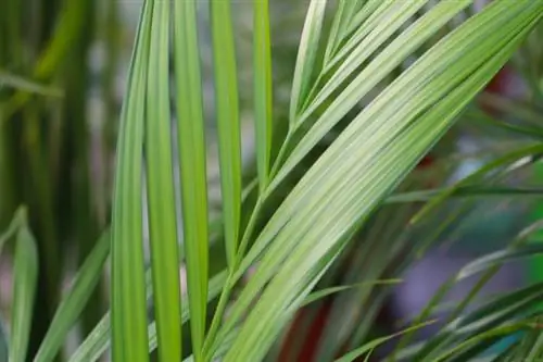 Kentia palm (Howea forsteriana)