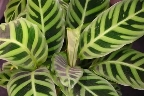 Calathea (Calathea)