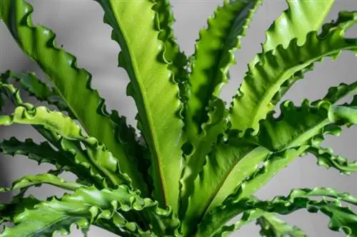 Pesasõnajalg (Asplenium nidus)