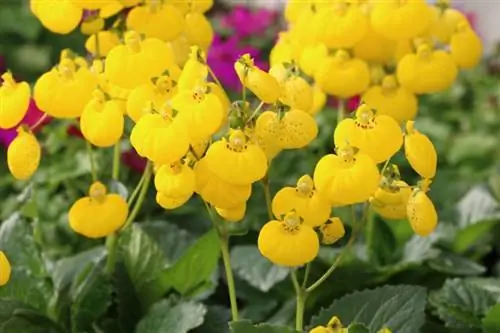 Floare de papuc (Calceolaria)