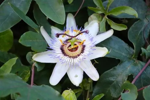 Passiflora (Passiflora)