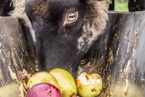 Le mouton mange des pommes