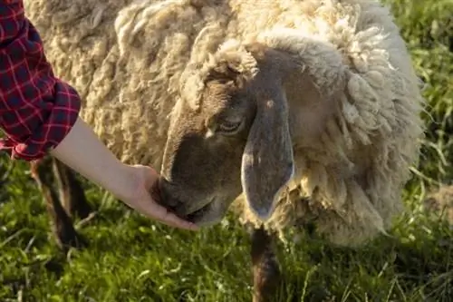 Nourrir les moutons à la main