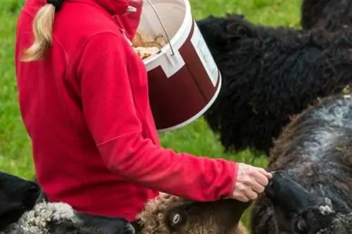 Femme nourrissant des moutons avec du pain sec