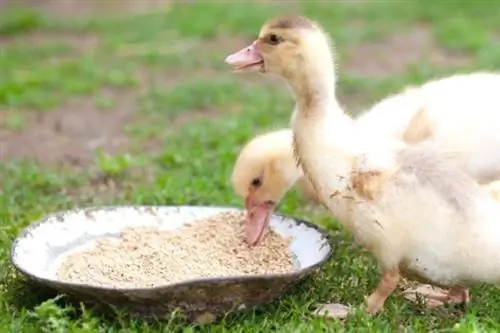 comida de patito