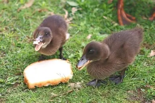 Ang mga duckling ay kumakain ng hiwa ng tinapay