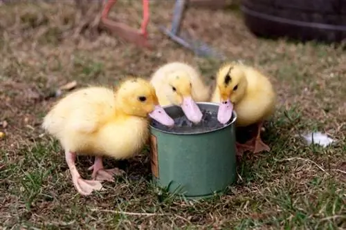 Umiinom ang mga duckling mula sa tasa ng tubig