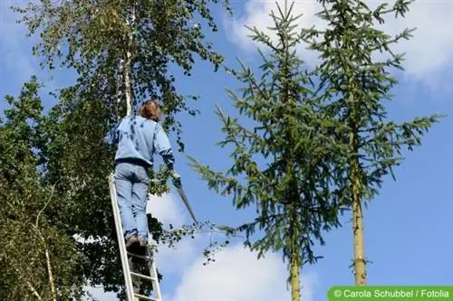 Vrouw staat op een ladder bij een berk met een zaag in haar hand