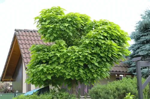 Hoe hoog kan mijn buurman zijn bomen laten groeien?