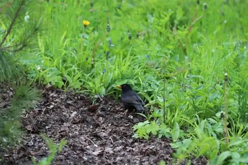 কালো পাখি (Turdus merula)