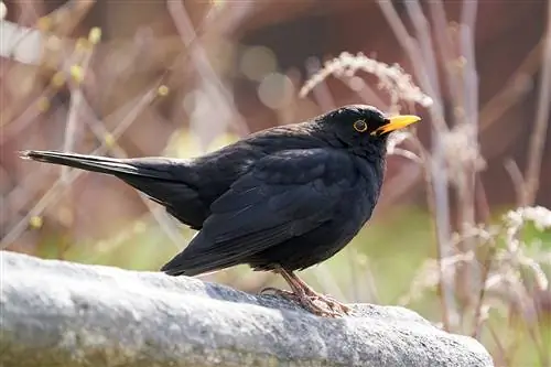 Blackbirds yug tau ntev npaum li cas? - Cov ntaub ntawv hais txog lub caij yug me nyuam