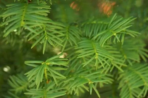 Gjilpërat e vezës (Taxus baccata)