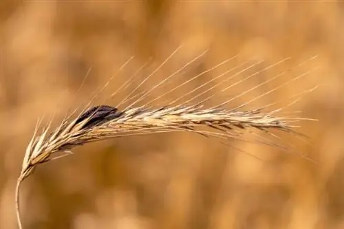 Ergot a rozskalászon