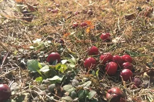 windfalls হিসাবে চেরি