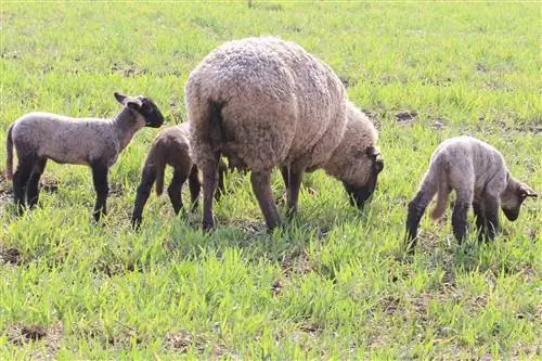 Cosa non possono mangiare le pecore?