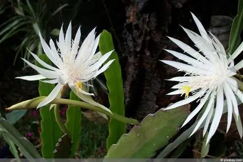 Lapu kaktuss, Epiphyllum - kopšana un ziemošana