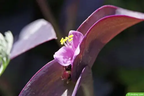 Улаан навч - Tradescantia pallida