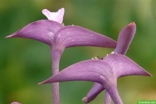 Tradescantia pallida, raudonas lapas - rūpinasi trijų mastifų gėle