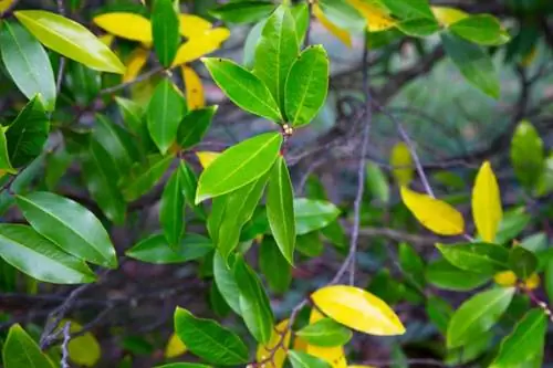 Laurel cerezo (Prunus laurocerasus)