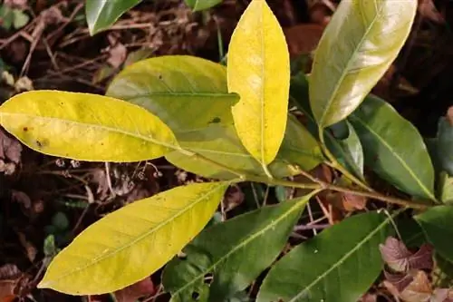 Cherry laurel has yellow / brown leaves: what to do?