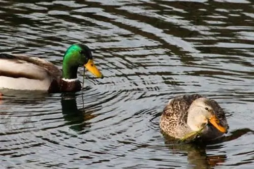 Les canards mangent des plantes aquatiques