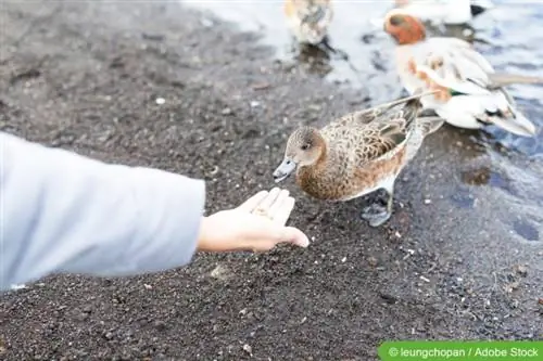 Le canard mange dans la main d'une femme