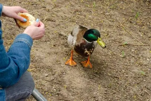 Mulher jovem alimentando pato selvagem com rolinhos