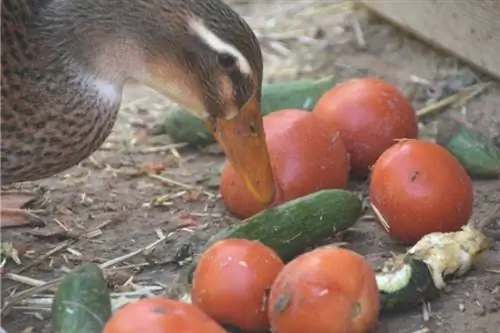 Pato verifica tomates e pepinos com bico