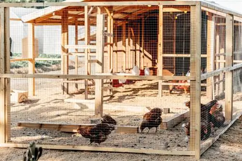 open chicken coop with chickens