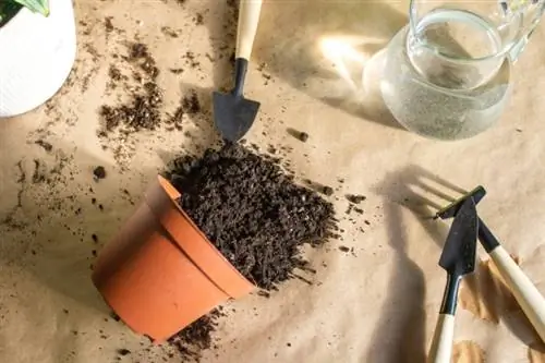 Mga kagamitan para sa repotting, substrate, clay pot