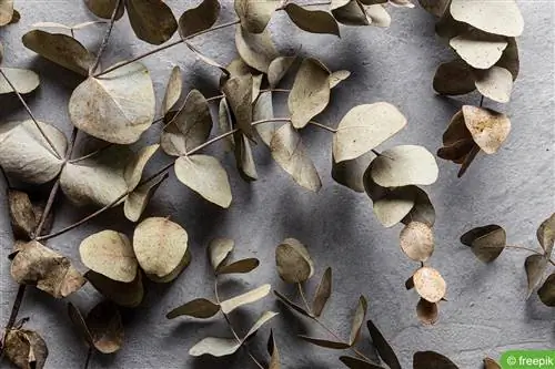 Feuilles sèches d'eucalyptus : que faire ?