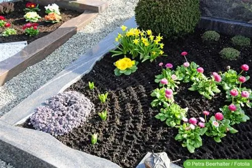 Grave planting sa tagsibol/tagsibol