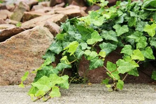 Břečťan - Hedera helix