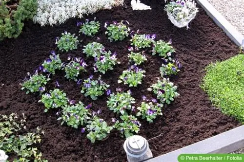 Plantation de tombes au printemps/printemps