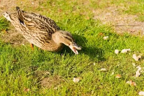 Le canard mange du pain