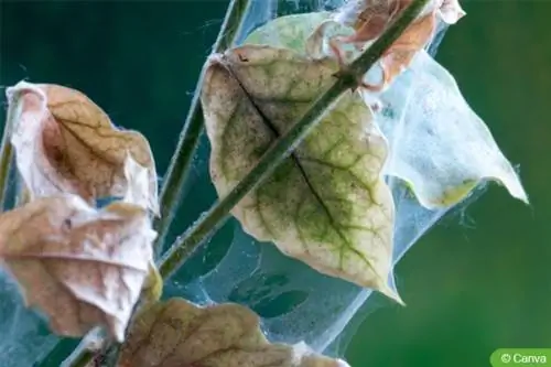 Mga spider mite