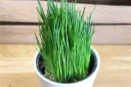 Chives - cultivation, care and use