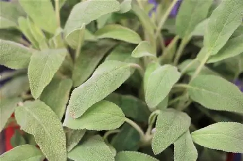 Growing sage - location, planting and care