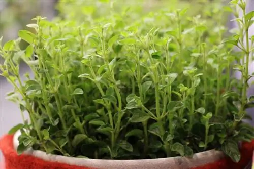 Growing oregano – care, harvest and overwintering