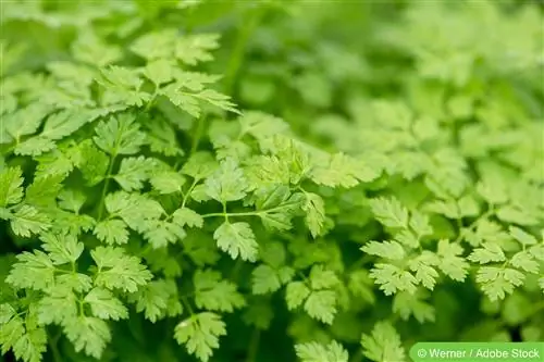 Chervil, Anthriscus - тариалалт, арчилгаа