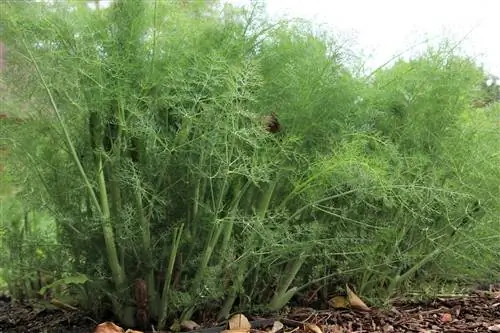 Funcho, Foeniculum vulgare - cultivo e cuidado