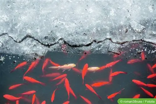 Los peces de colores pasan el invierno con éxito: peces en invierno