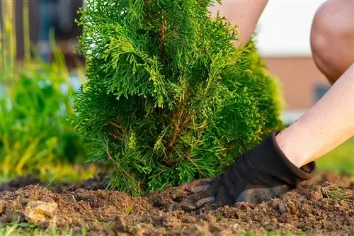 Instruções para plantar uma cerca viva