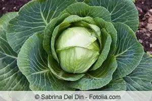 coliflor