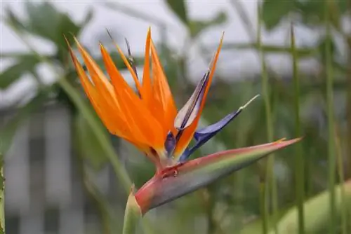 Strelitzia reginae, flor ave do paraíso, estrelitzia real